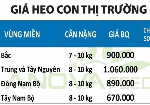 gia-heo-gia-cam-09.08.2019-07 bia