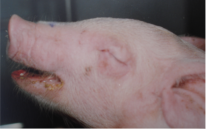 Bệnh E.coli Sưng Phù Đầu ở Lợn: Hiểu Biết và Cách Phòng Ngừa