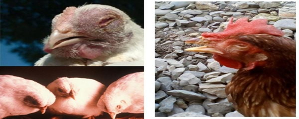 bệnh cúm gia cầm ở gà