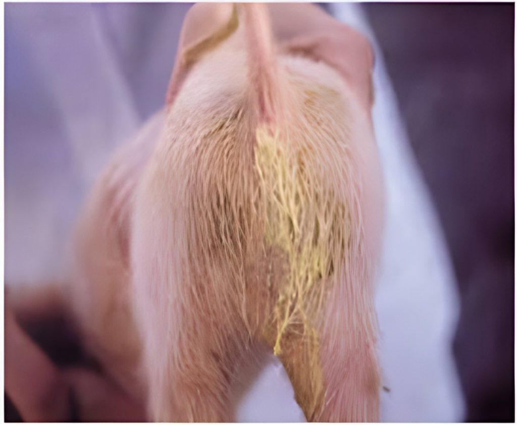 bệnh cầu trùng ở heo