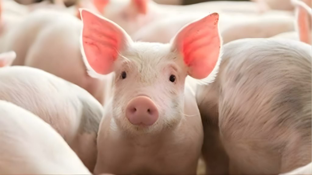 Bệnh Glasser ở heo